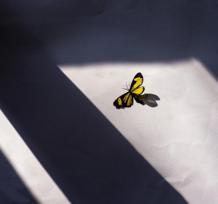 butterfly